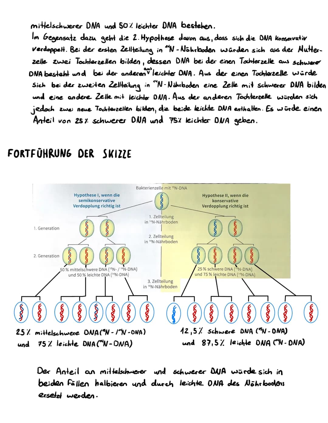 
<p>Die DNA besteht aus einem mittelschweren und einem 50% leichten Anteil. Es gibt zwei Hypothesen zur Verdopplung der DNA: Die erste besag