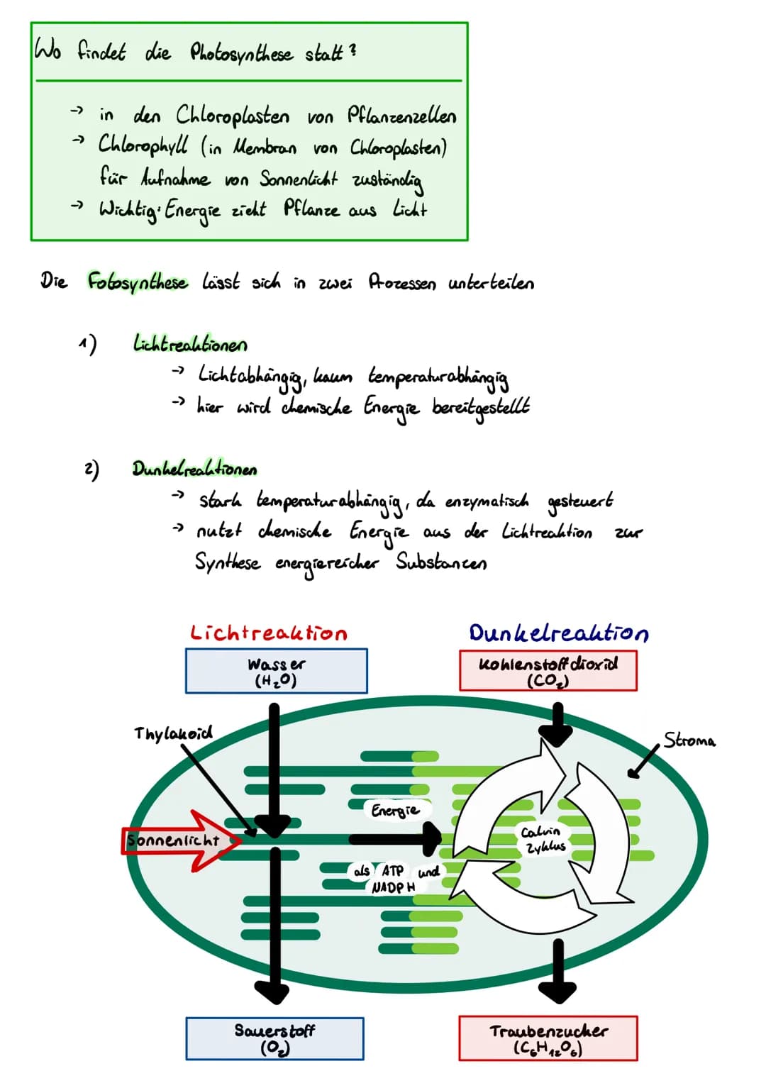 Fotosynthese im Überblick
Überlebenswichtige biochemische Reaktion, welche in Pflanzen und einigen
Bakterien stattfindet. Pflanzen nutzen Li