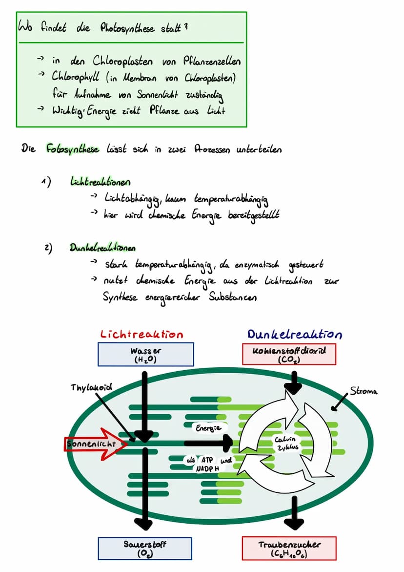 Fotosynthese im Überblick
Überlebenswichtige biochemische Reaktion, welche in Pflanzen und einigen
Bakterien stattfindet. Pflanzen nutzen Li