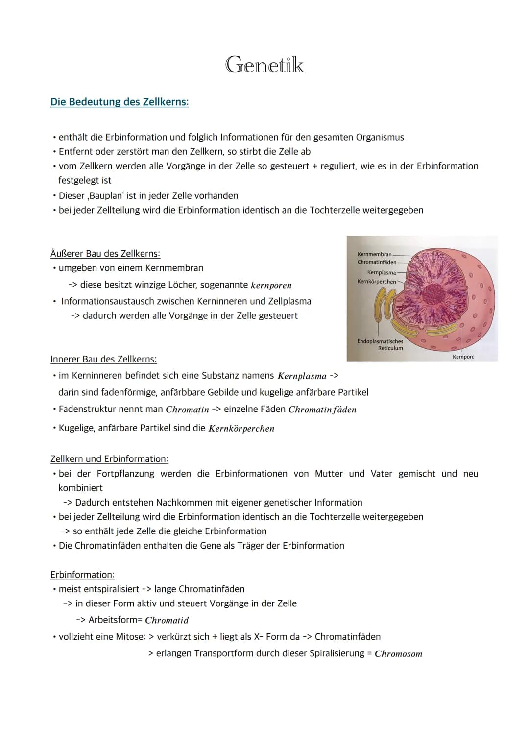 
<p>Der Zellkern enthält die Erbinformation und somit Informationen für den gesamten Organismus. Wenn der Zellkern entfernt oder zerstört wi