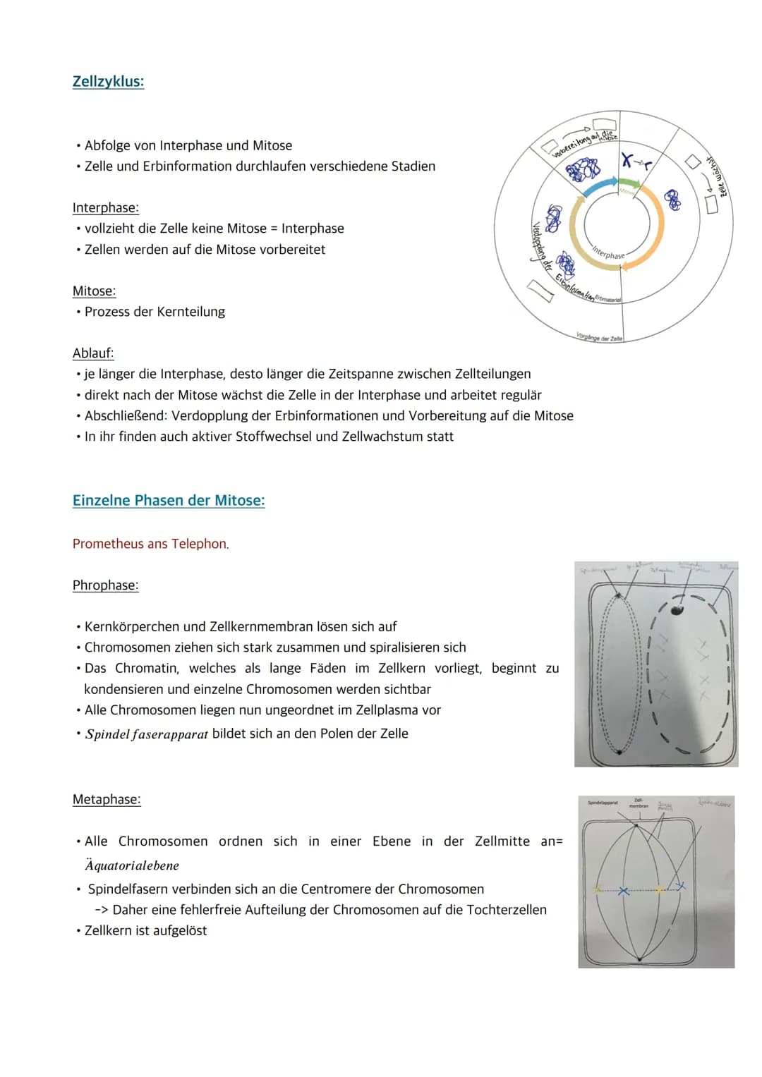 
<p>Der Zellkern enthält die Erbinformation und somit Informationen für den gesamten Organismus. Wenn der Zellkern entfernt oder zerstört wi