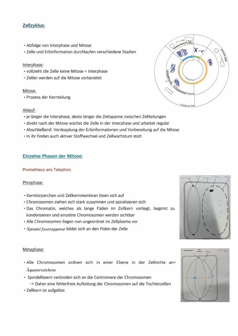
<p>Der Zellkern enthält die Erbinformation und somit Informationen für den gesamten Organismus. Wenn der Zellkern entfernt oder zerstört wi