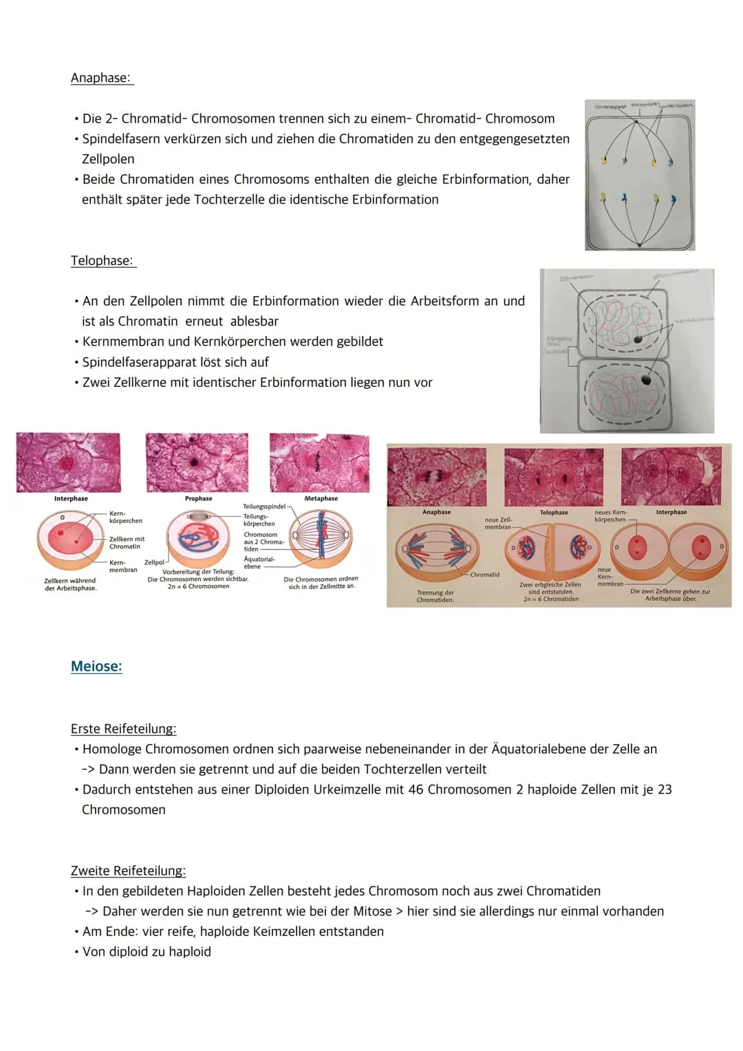 
<p>Der Zellkern enthält die Erbinformation und somit Informationen für den gesamten Organismus. Wenn der Zellkern entfernt oder zerstört wi