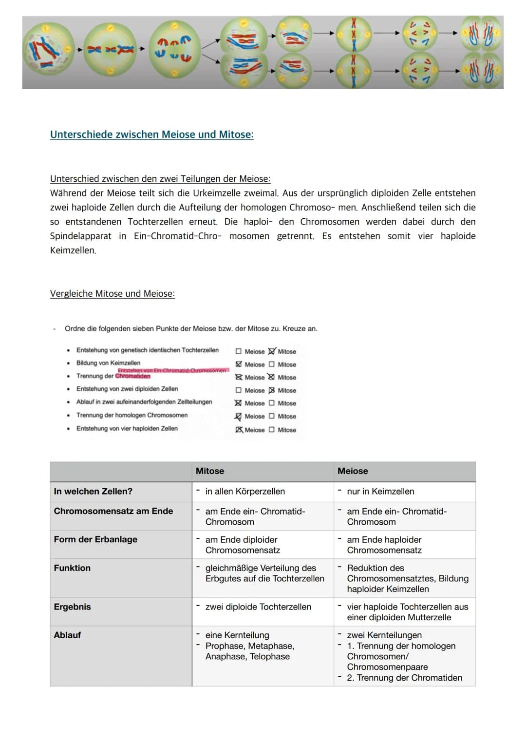 
<p>Der Zellkern enthält die Erbinformation und somit Informationen für den gesamten Organismus. Wenn der Zellkern entfernt oder zerstört wi