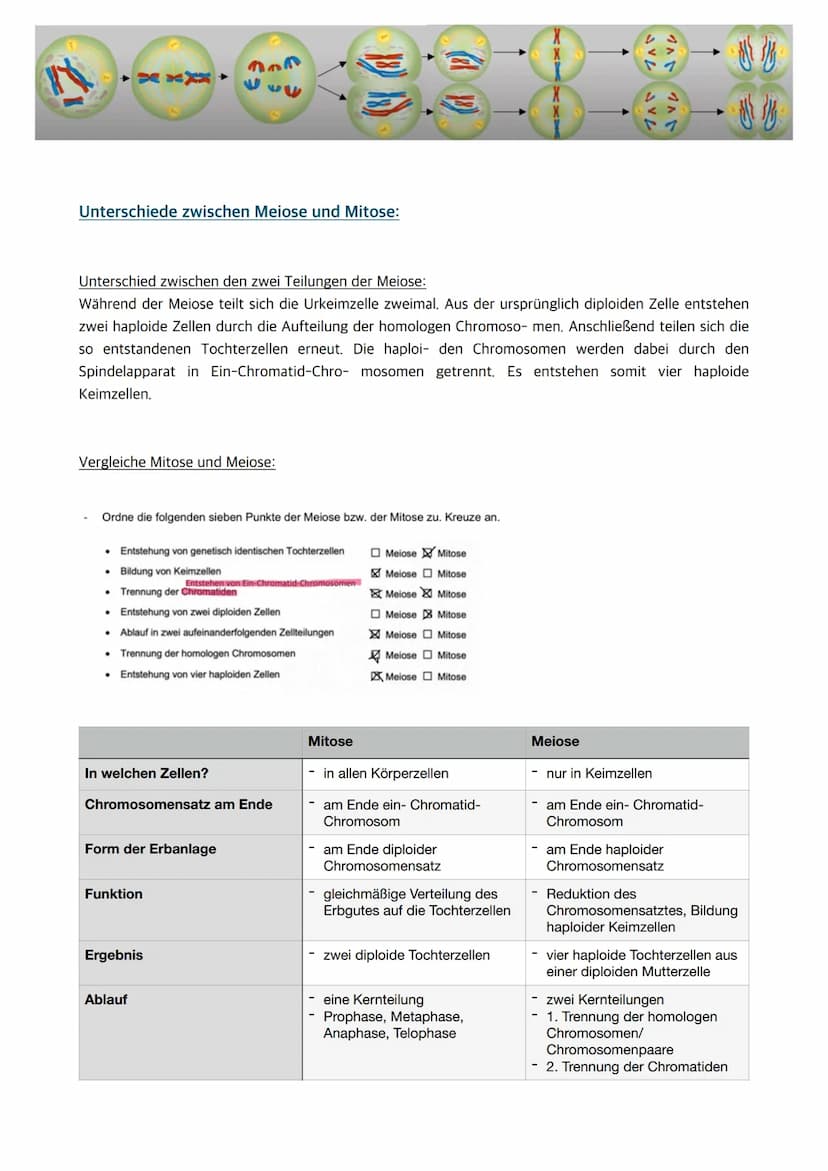
<p>Der Zellkern enthält die Erbinformation und somit Informationen für den gesamten Organismus. Wenn der Zellkern entfernt oder zerstört wi