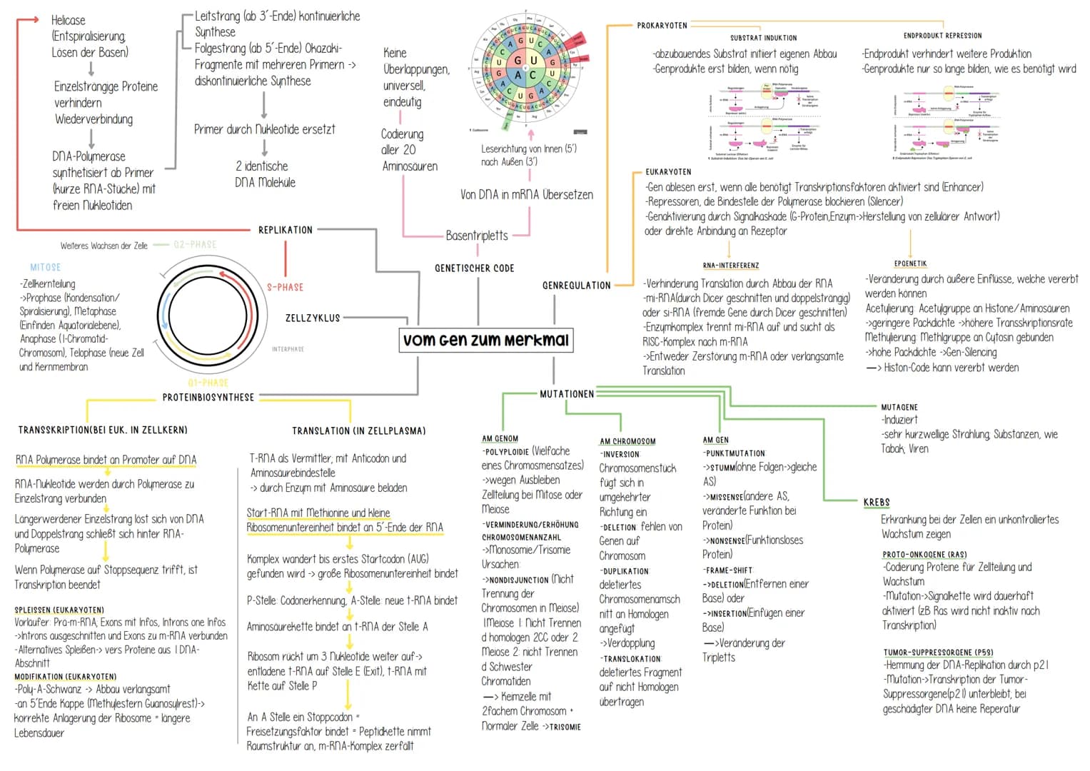 Genetik Helicase
(Entspiralisierung
Lösen der Basen)
Einzelsträngige Proteine
verhindern
Wiederverbindung
DNA-Polymerase
synthetisiert ab Pr