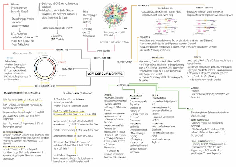 Genetik Helicase
(Entspiralisierung
Lösen der Basen)
Einzelsträngige Proteine
verhindern
Wiederverbindung
DNA-Polymerase
synthetisiert ab Pr