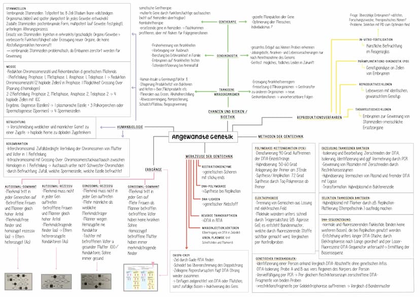 Genetik Helicase
(Entspiralisierung
Lösen der Basen)
Einzelsträngige Proteine
verhindern
Wiederverbindung
DNA-Polymerase
synthetisiert ab Pr