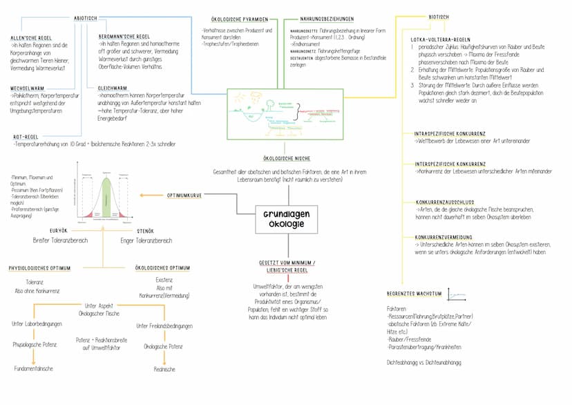 Genetik Helicase
(Entspiralisierung
Lösen der Basen)
Einzelsträngige Proteine
verhindern
Wiederverbindung
DNA-Polymerase
synthetisiert ab Pr