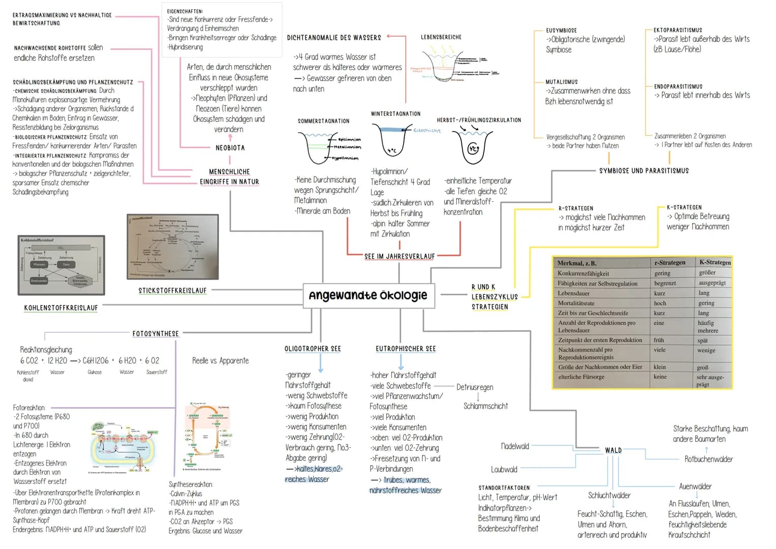 Genetik Helicase
(Entspiralisierung
Lösen der Basen)
Einzelsträngige Proteine
verhindern
Wiederverbindung
DNA-Polymerase
synthetisiert ab Pr