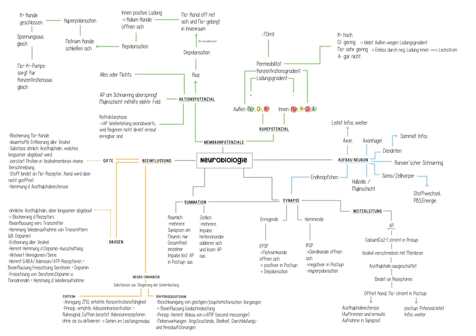 Genetik Helicase
(Entspiralisierung
Lösen der Basen)
Einzelsträngige Proteine
verhindern
Wiederverbindung
DNA-Polymerase
synthetisiert ab Pr