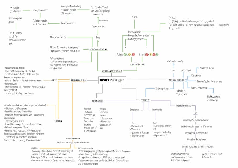 Genetik Helicase
(Entspiralisierung
Lösen der Basen)
Einzelsträngige Proteine
verhindern
Wiederverbindung
DNA-Polymerase
synthetisiert ab Pr