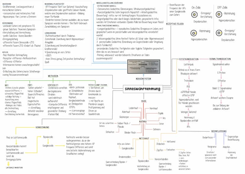 Genetik Helicase
(Entspiralisierung
Lösen der Basen)
Einzelsträngige Proteine
verhindern
Wiederverbindung
DNA-Polymerase
synthetisiert ab Pr