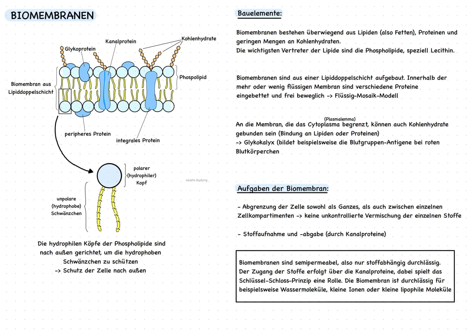 BIOMEMBRANEN
Biomembran aus
Lipiddoppelschicht
Glykoprotein
peripheres Protein
unpolare
(hydrophobe)
Schwänzchen
Kanalprotein
3-5-5-5-5-5-52
