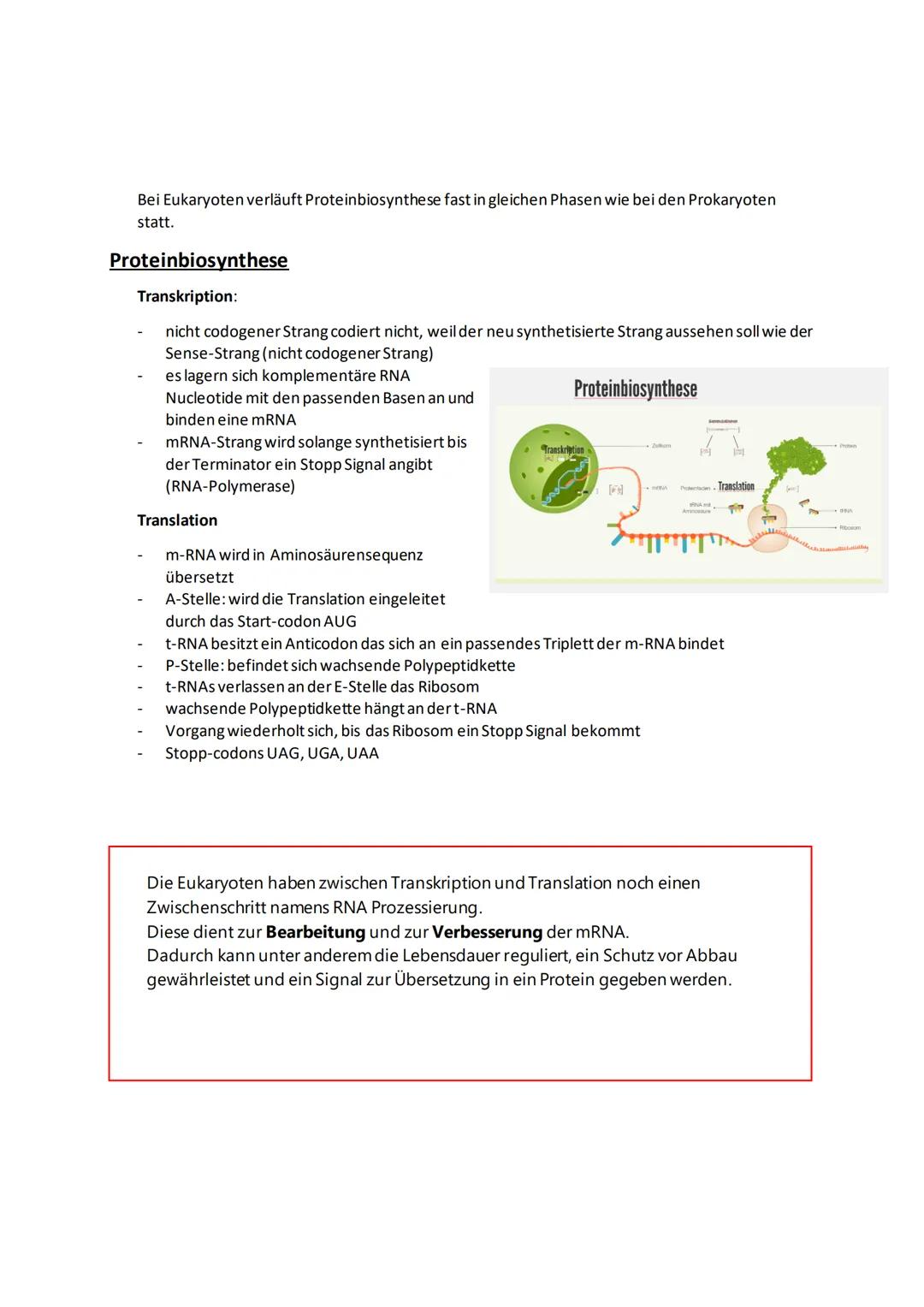 Vergleich
Genaufbau
Proteinbiosynthese bei Prokaryoten und Eukaryoten
Aufbau der DNA
Räumliche Organisation
Zeitliche Organisation
Reifung d