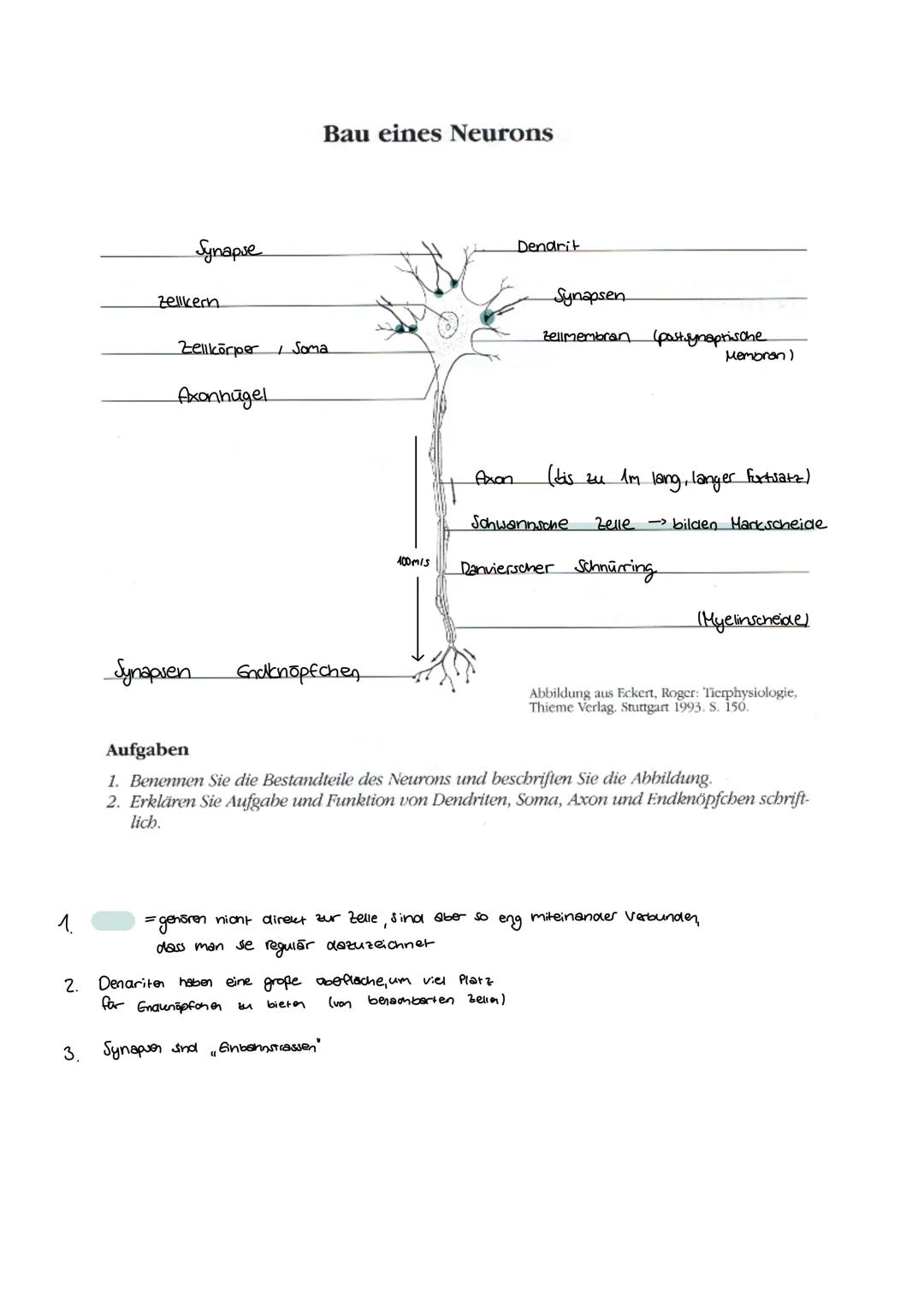 1.
2.
Synapse
Zellkern
Synapsen
Zellkörper Soma
Axonhügel
Bau eines Neurons
Endknöpfchen
400/5
Ginbahnstrassen
Axon
- gehören nicht direkt z