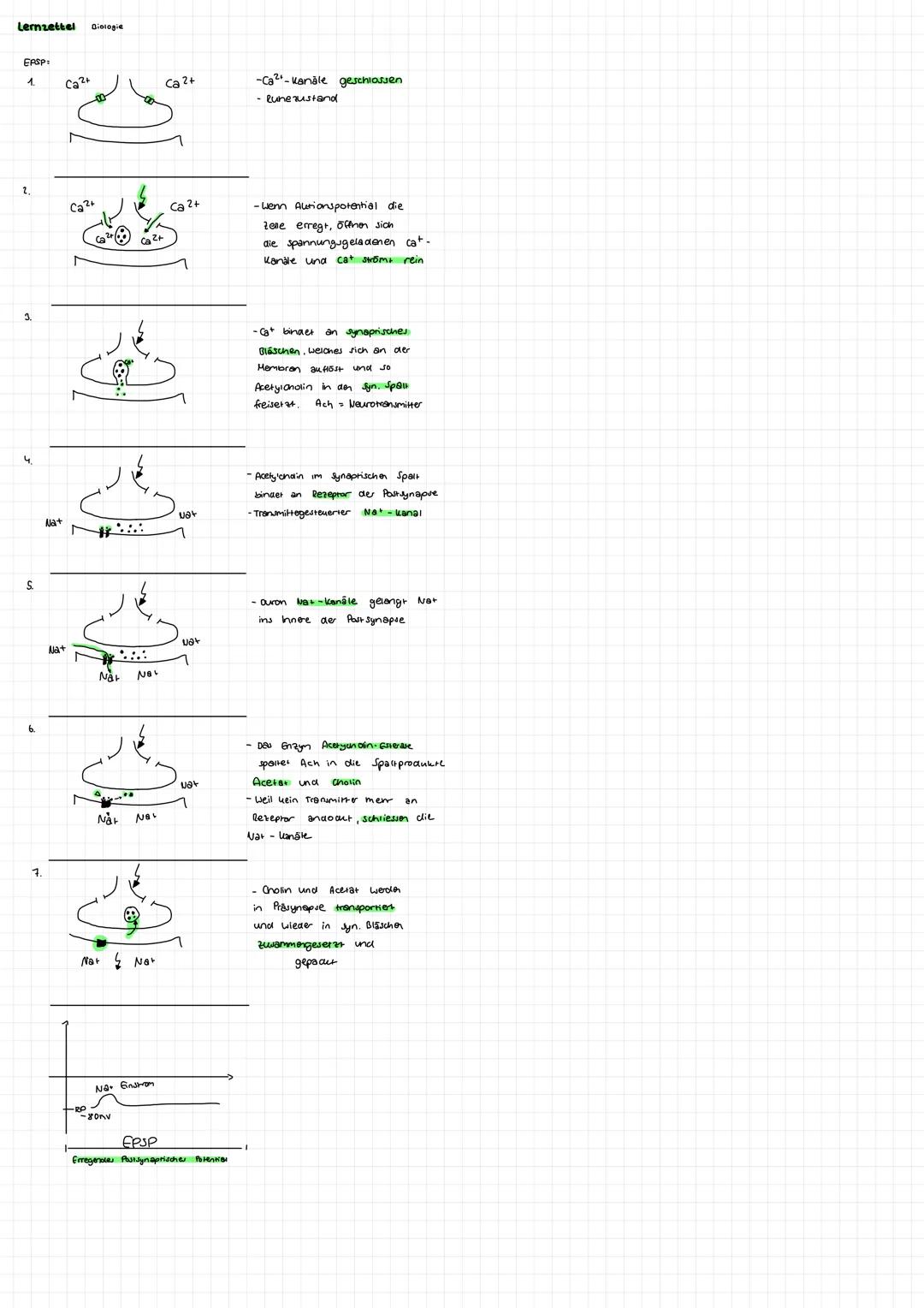 1.
2.
Synapse
Zellkern
Synapsen
Zellkörper Soma
Axonhügel
Bau eines Neurons
Endknöpfchen
400/5
Ginbahnstrassen
Axon
- gehören nicht direkt z
