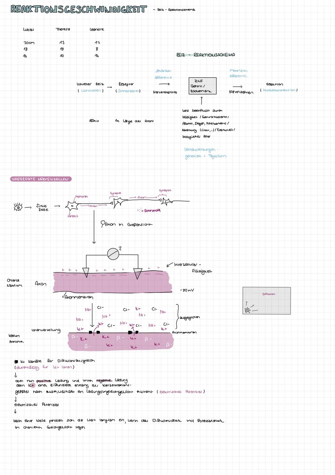 1.
2.
Synapse
Zellkern
Synapsen
Zellkörper Soma
Axonhügel
Bau eines Neurons
Endknöpfchen
400/5
Ginbahnstrassen
Axon
- gehören nicht direkt z