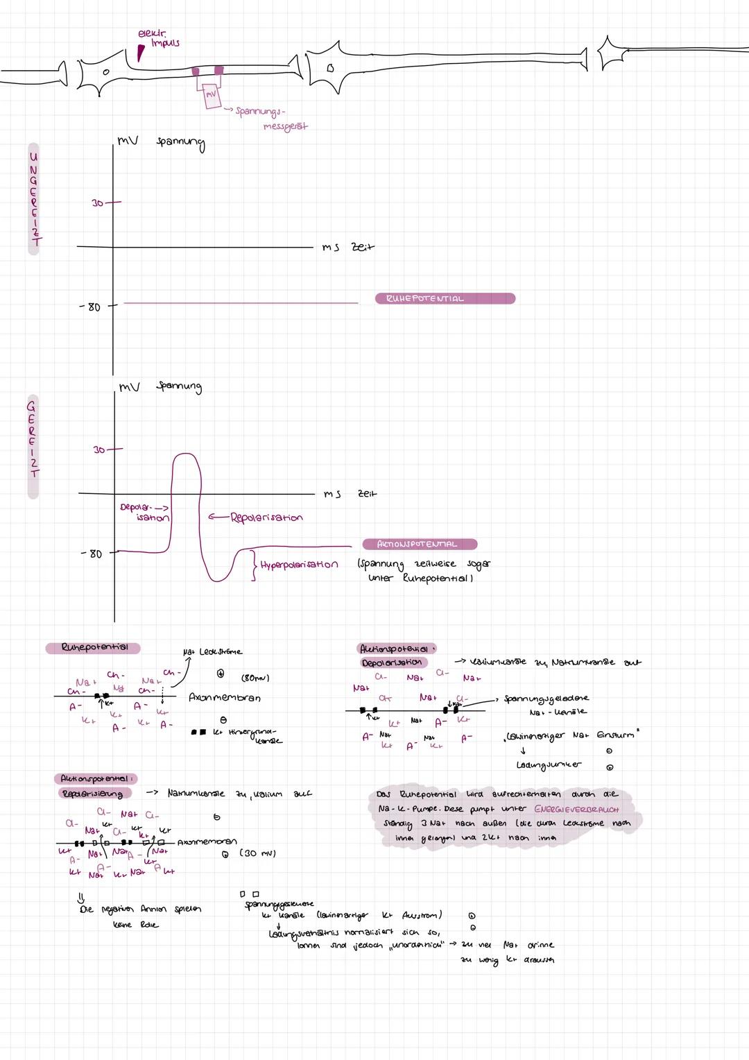 1.
2.
Synapse
Zellkern
Synapsen
Zellkörper Soma
Axonhügel
Bau eines Neurons
Endknöpfchen
400/5
Ginbahnstrassen
Axon
- gehören nicht direkt z