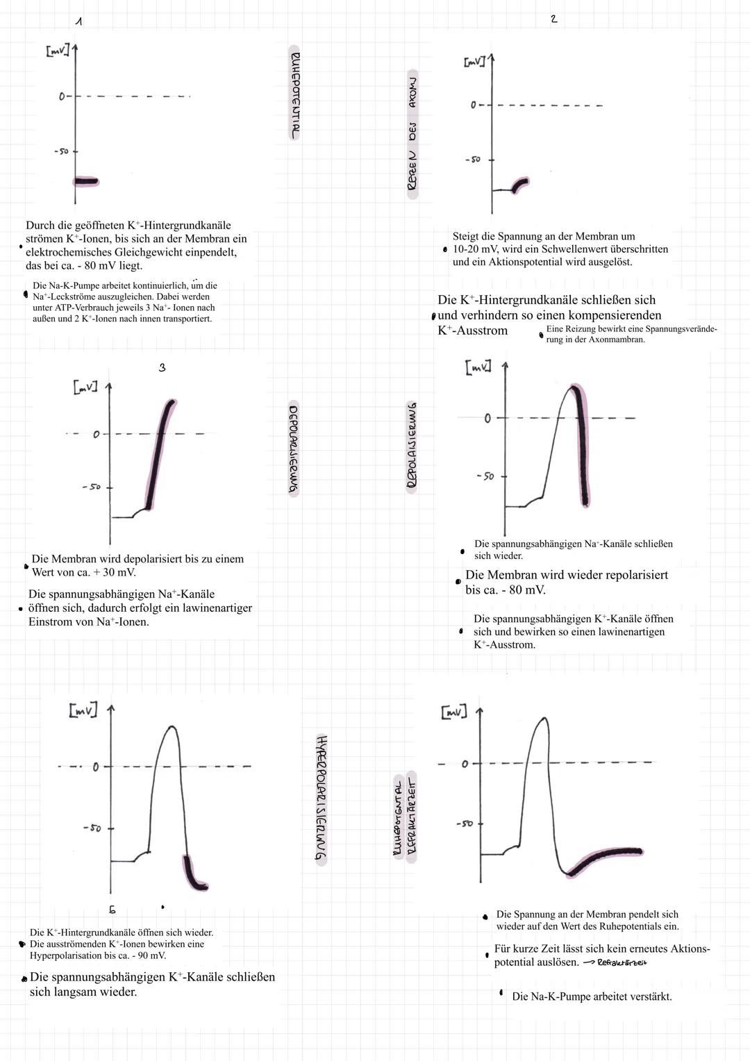 1.
2.
Synapse
Zellkern
Synapsen
Zellkörper Soma
Axonhügel
Bau eines Neurons
Endknöpfchen
400/5
Ginbahnstrassen
Axon
- gehören nicht direkt z