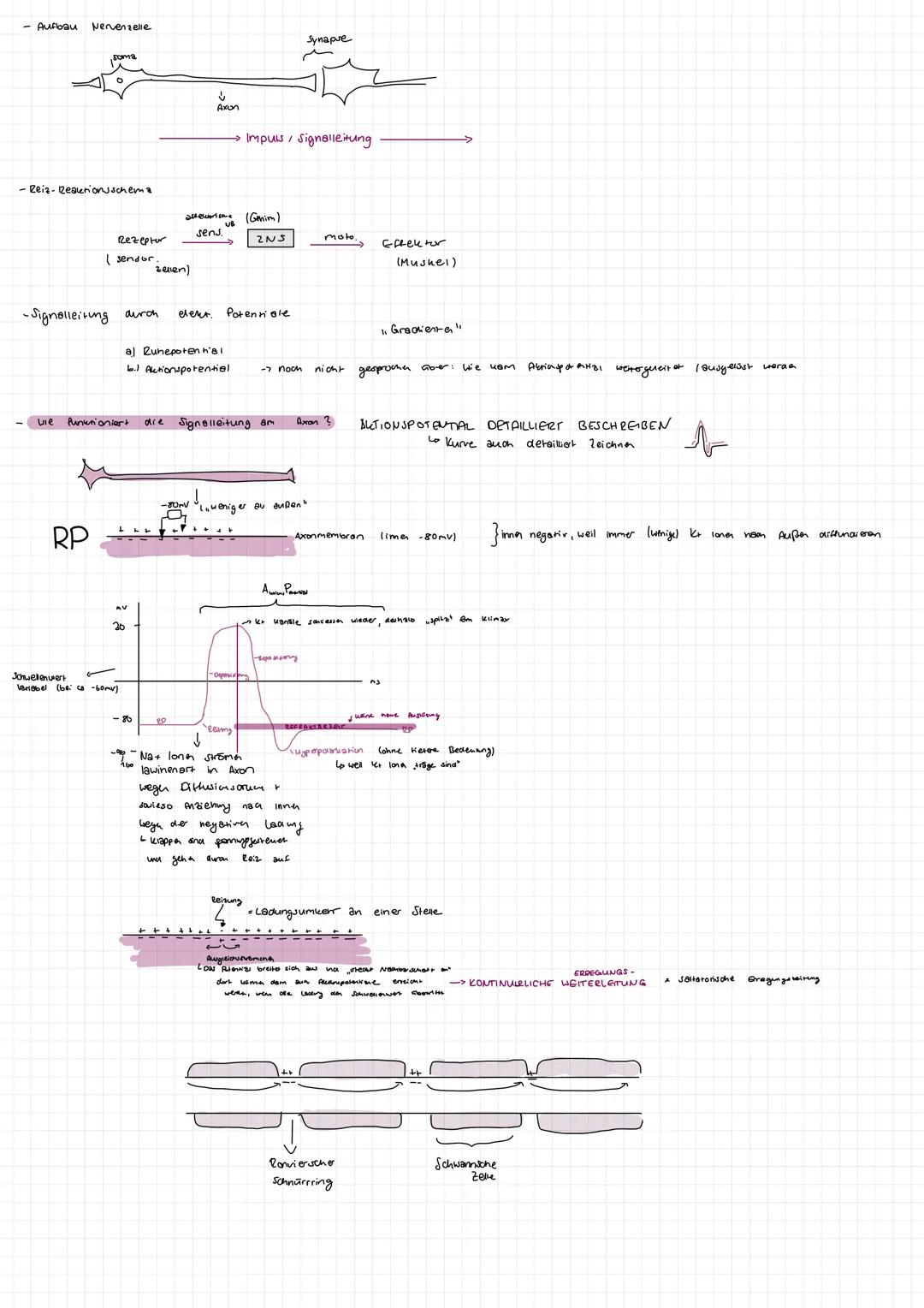 1.
2.
Synapse
Zellkern
Synapsen
Zellkörper Soma
Axonhügel
Bau eines Neurons
Endknöpfchen
400/5
Ginbahnstrassen
Axon
- gehören nicht direkt z