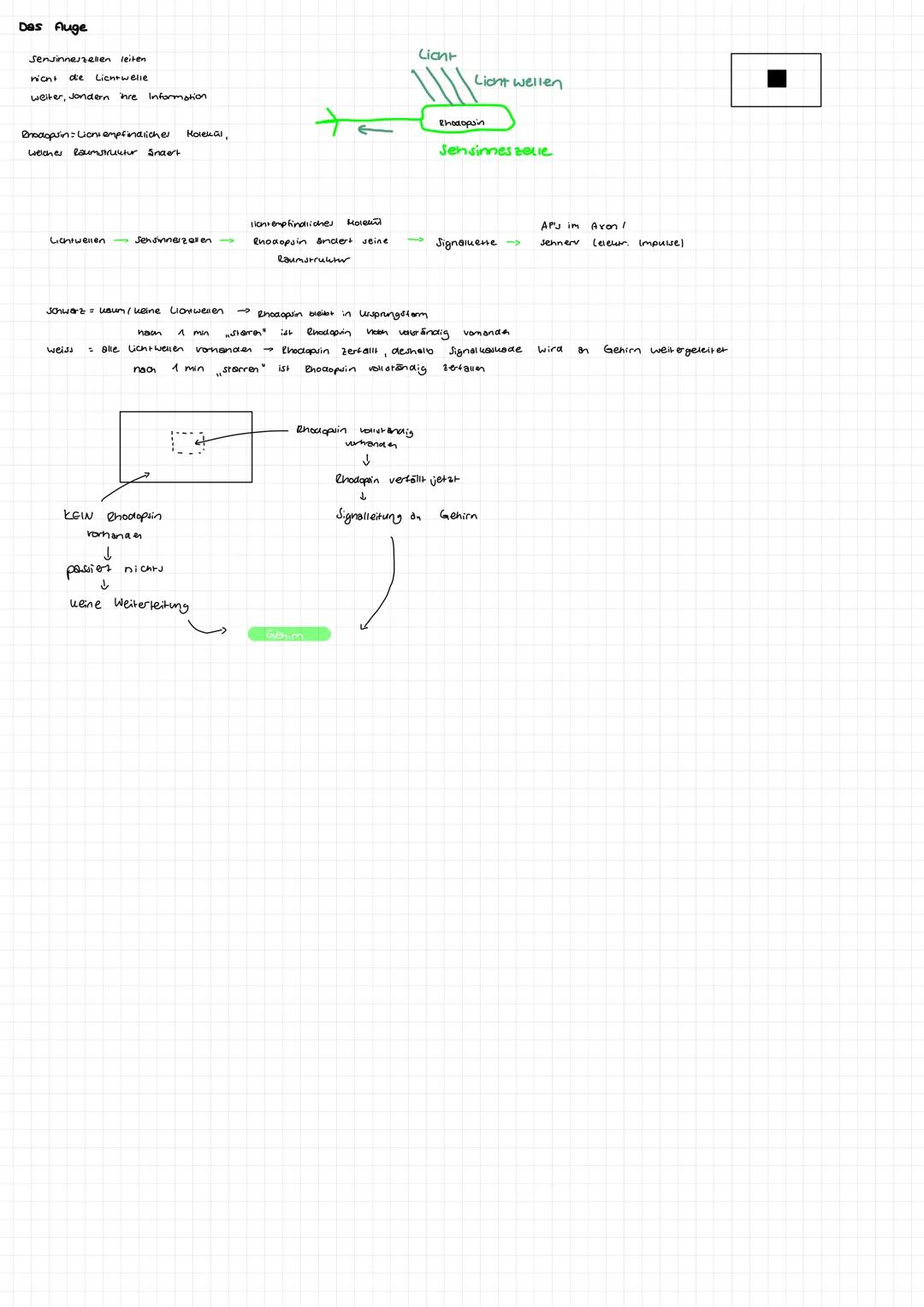 1.
2.
Synapse
Zellkern
Synapsen
Zellkörper Soma
Axonhügel
Bau eines Neurons
Endknöpfchen
400/5
Ginbahnstrassen
Axon
- gehören nicht direkt z