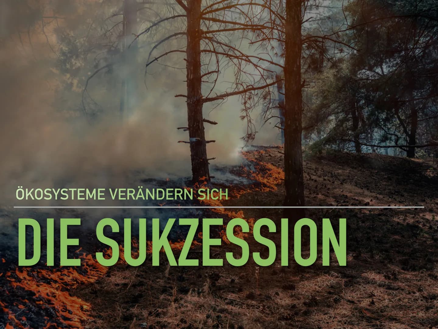 ÖKOSYSTEME VERÄNDERN SICH
DIE SUKZESSION DEFINITION SUKZESSION
EINE SUKZESSION IST DIE ZEITLICHE ABFOLGE INEINANDER
ÜBERGEHENDER ZUSTÄNDE VO
