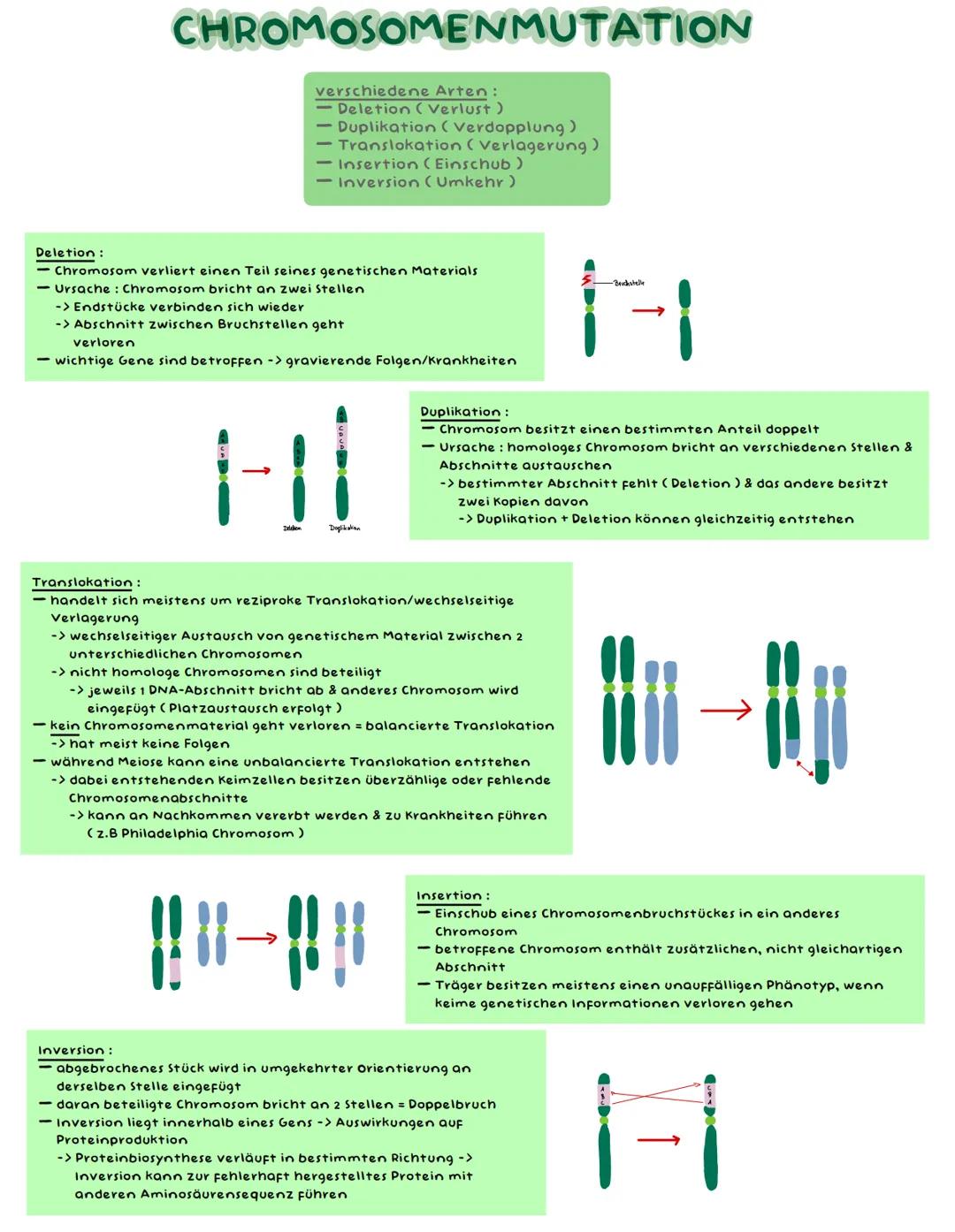 Deletion:
CHROMOSOMENMUTATION
verschiedene Arten:
Deletion (Verlust)
- Duplikation (Verdopplung)
Translokation (Verlagerung)
Insertion (Eins