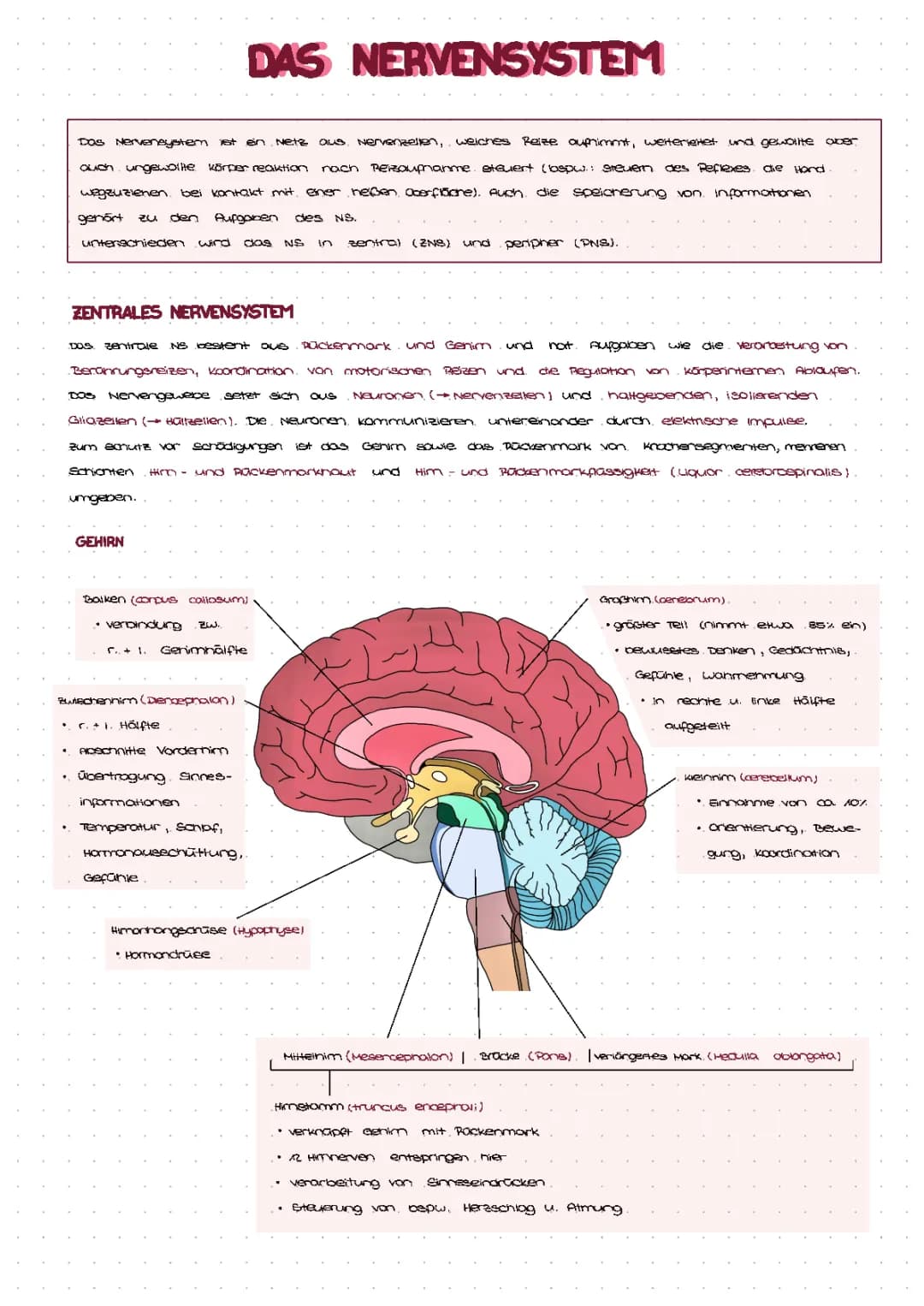 Das Nervensystem 