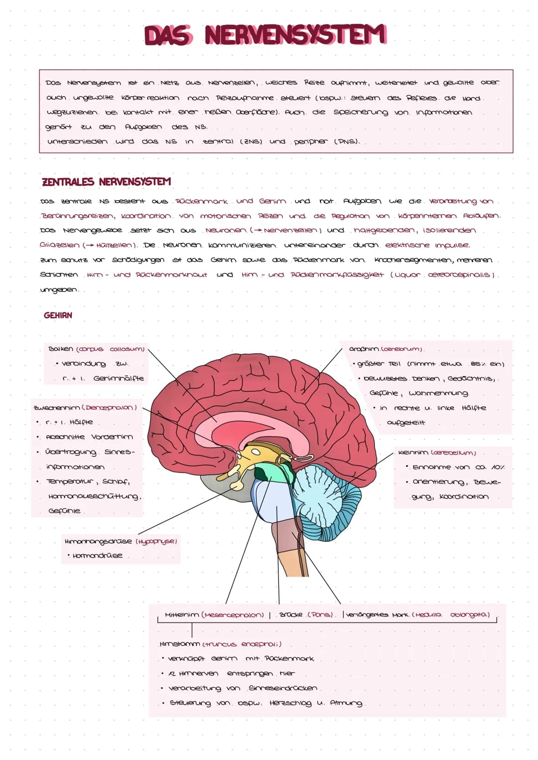 DAS NERVENSYSTEM
Das Nervensystem ist ein Netz aus. Nervenzellen, welches Reize aufnimmt, weiterleitet und gewollte aber
auch ungewollte. Kö