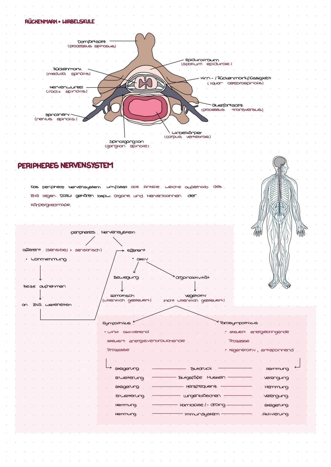 DAS NERVENSYSTEM
Das Nervensystem ist ein Netz aus. Nervenzellen, welches Reize aufnimmt, weiterleitet und gewollte aber
auch ungewollte. Kö
