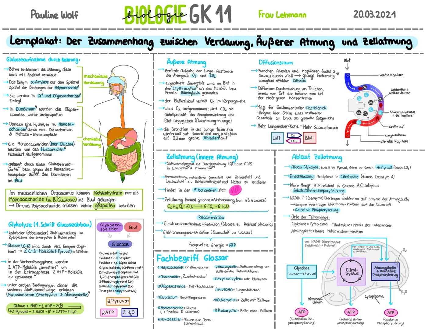 Pauline Wolf
BIOLOGIE GK 11
Lernplakat: Der Zusammenhang zwischen Verdauung, Äußerer Atmung und Zellatmung
Äußere Atmung
Zentrale Aufgabe de