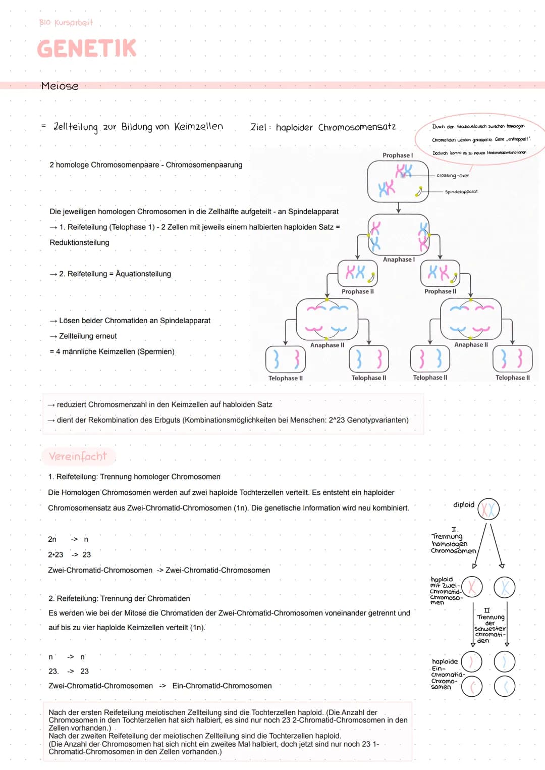 BIO Kursarbeit
GENETIK
Meiose
Zellteilung zur Bildung von Keimzellen
2 homologe Chromosomenpaare - Chromosomenpaarung
Die jeweiligen homolog