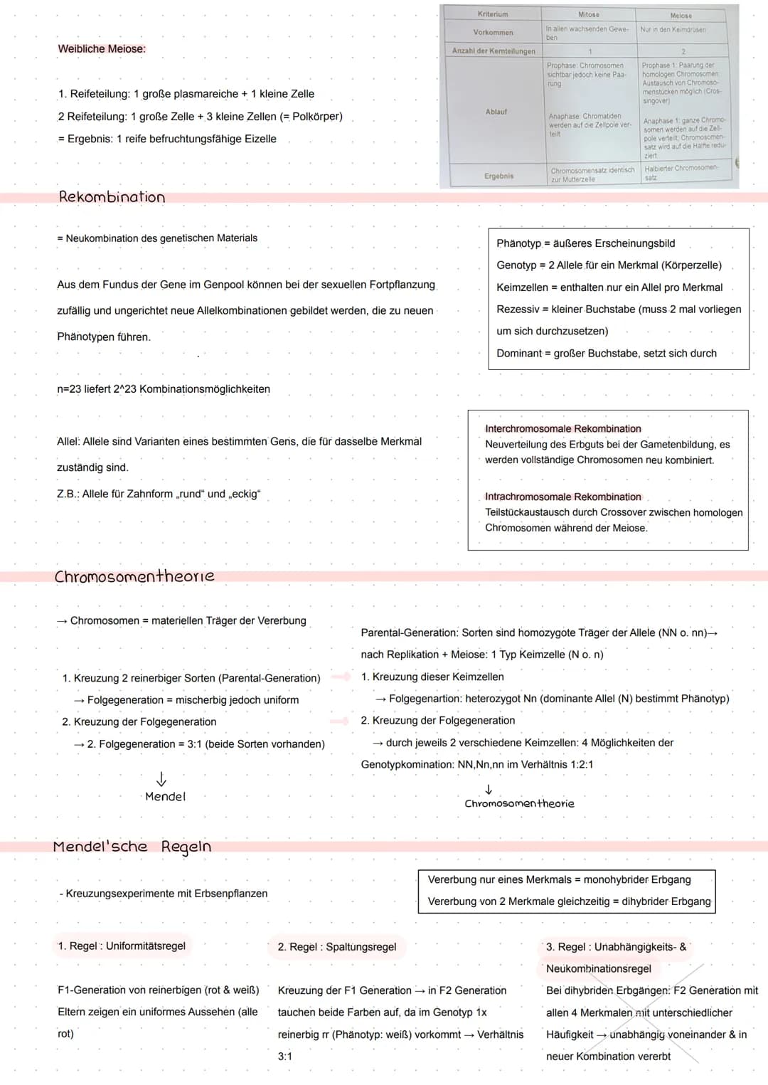 BIO Kursarbeit
GENETIK
Meiose
Zellteilung zur Bildung von Keimzellen
2 homologe Chromosomenpaare - Chromosomenpaarung
Die jeweiligen homolog