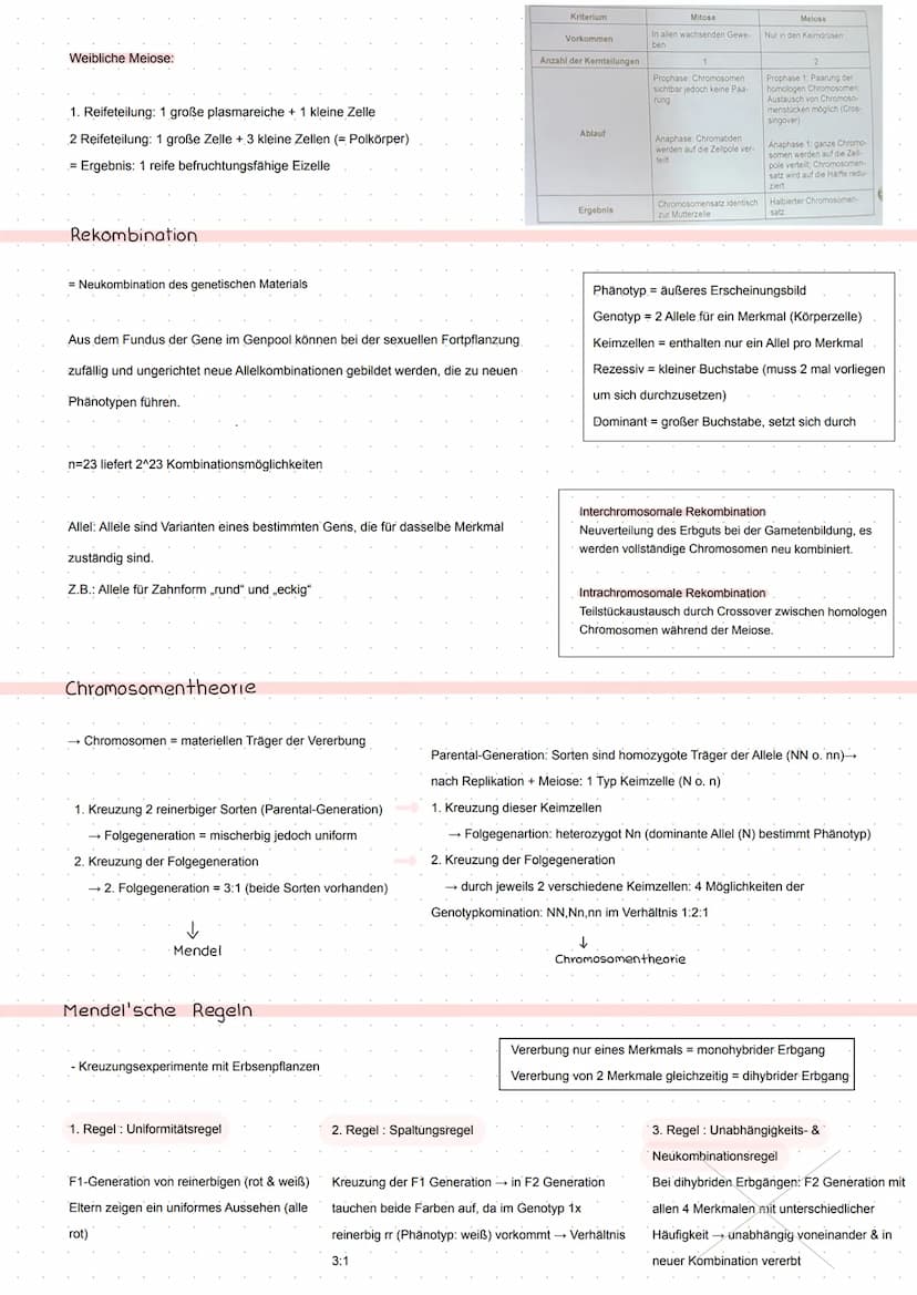 BIO Kursarbeit
GENETIK
Meiose
Zellteilung zur Bildung von Keimzellen
2 homologe Chromosomenpaare - Chromosomenpaarung
Die jeweiligen homolog