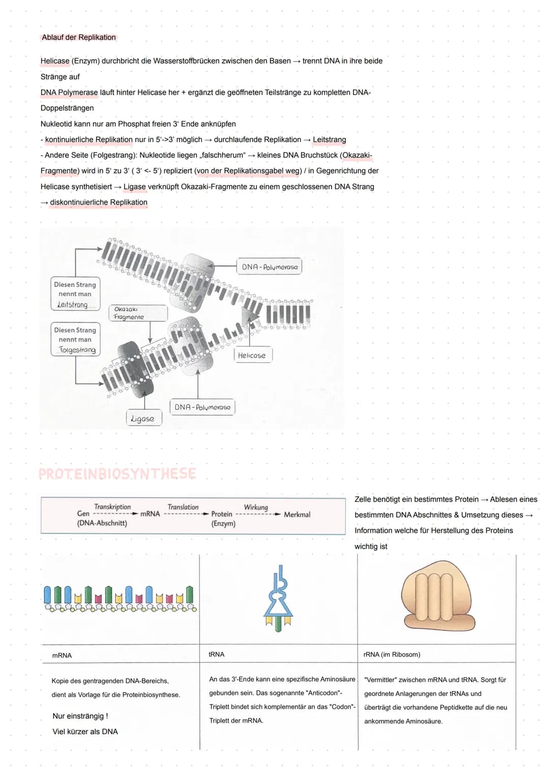 BIO Kursarbeit
GENETIK
Meiose
Zellteilung zur Bildung von Keimzellen
2 homologe Chromosomenpaare - Chromosomenpaarung
Die jeweiligen homolog