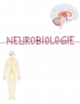 Know Neurobiologie 🌸 thumbnail