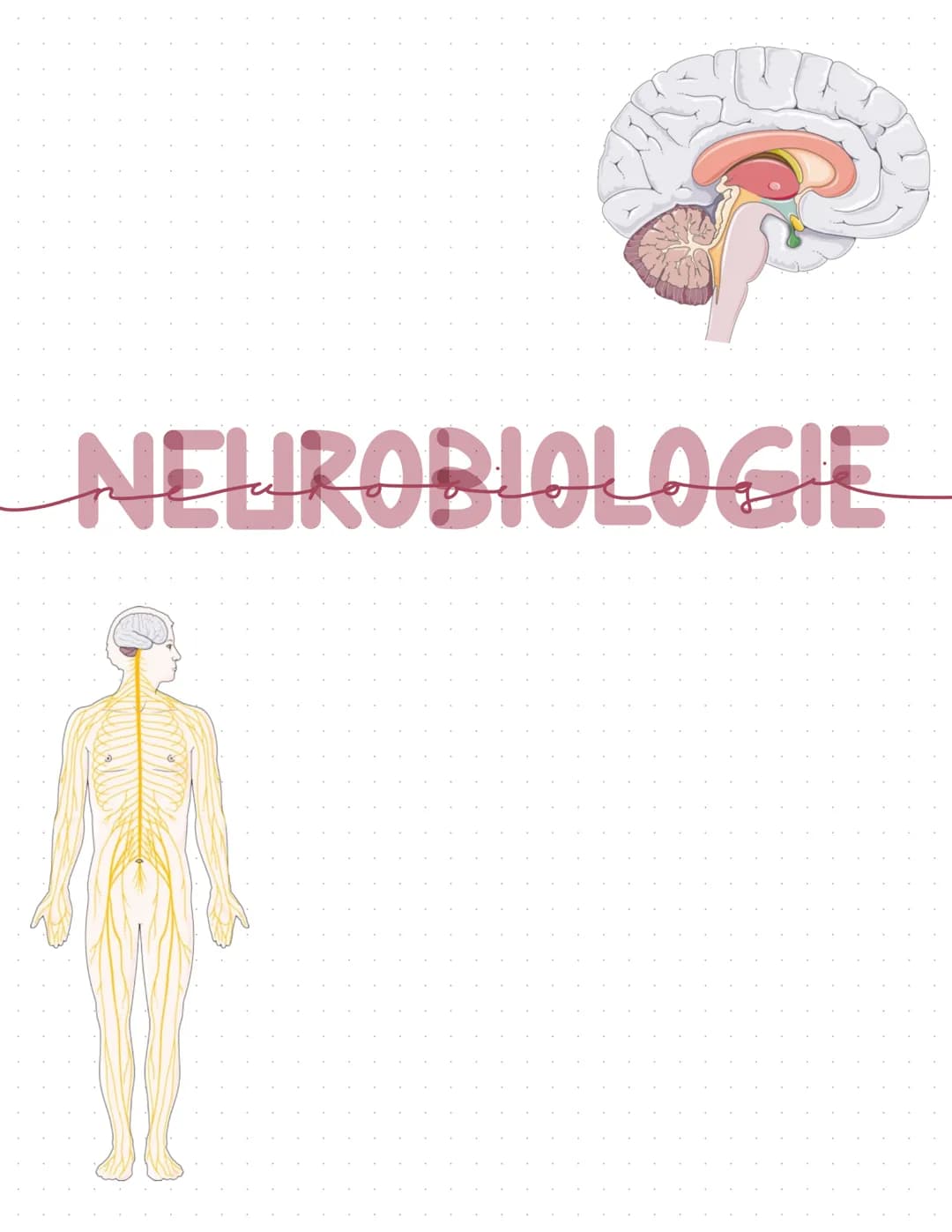 B
NEUROBIOLOGIE Das Nervensystem
zentrales Nervensystem (2NS)
Gehirn
4) Großhirn
a) Swischenhirn
3) Mittelhirn
4) Kleinhirn
Lo Nerverochnen 