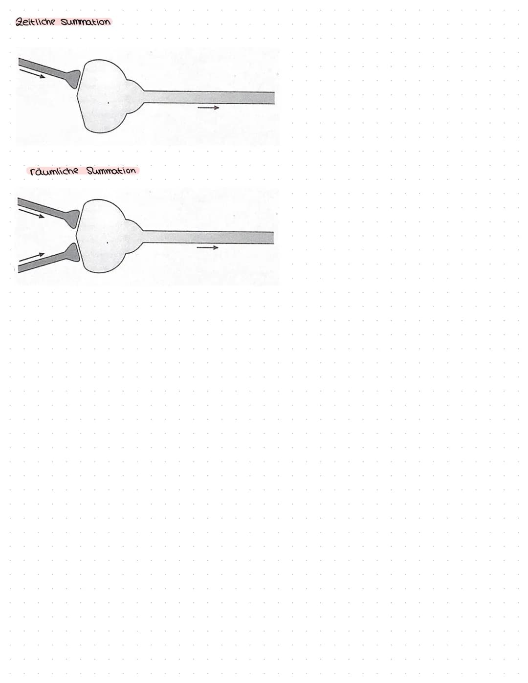 B
NEUROBIOLOGIE Das Nervensystem
zentrales Nervensystem (2NS)
Gehirn
4) Großhirn
a) Swischenhirn
3) Mittelhirn
4) Kleinhirn
Lo Nerverochnen 