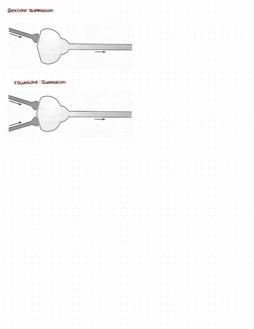 B
NEUROBIOLOGIE Das Nervensystem
zentrales Nervensystem (2NS)
Gehirn
4) Großhirn
a) Swischenhirn
3) Mittelhirn
4) Kleinhirn
Lo Nerverochnen 