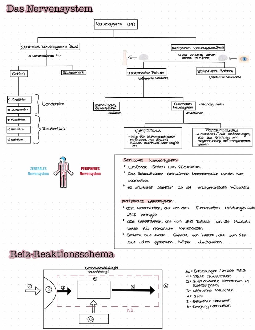 B
NEUROBIOLOGIE Das Nervensystem
zentrales Nervensystem (2NS)
Gehirn
4) Großhirn
a) Swischenhirn
3) Mittelhirn
4) Kleinhirn
Lo Nerverochnen 