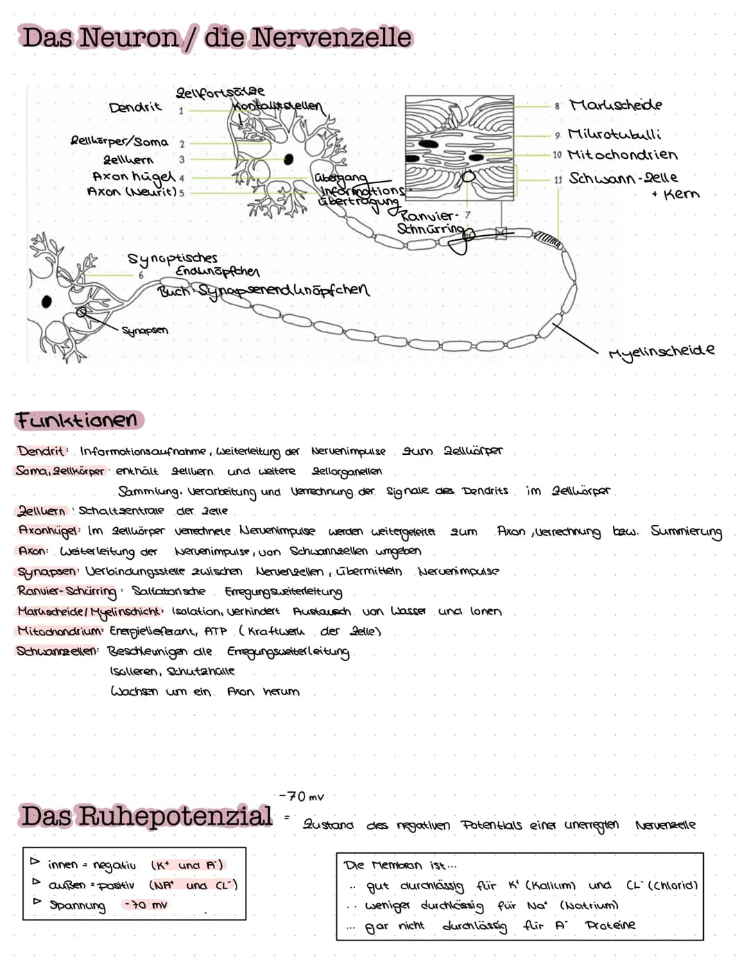 B
NEUROBIOLOGIE Das Nervensystem
zentrales Nervensystem (2NS)
Gehirn
4) Großhirn
a) Swischenhirn
3) Mittelhirn
4) Kleinhirn
Lo Nerverochnen 