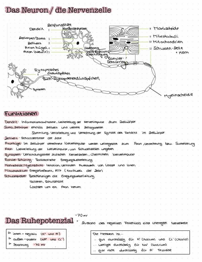 B
NEUROBIOLOGIE Das Nervensystem
zentrales Nervensystem (2NS)
Gehirn
4) Großhirn
a) Swischenhirn
3) Mittelhirn
4) Kleinhirn
Lo Nerverochnen 