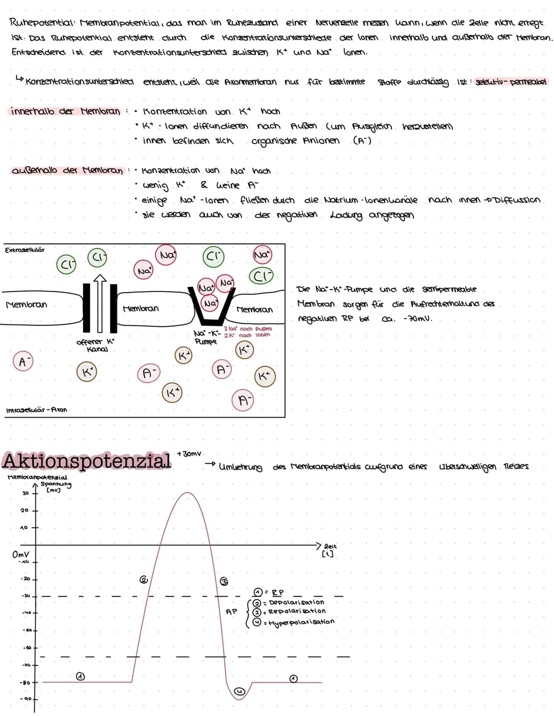 B
NEUROBIOLOGIE Das Nervensystem
zentrales Nervensystem (2NS)
Gehirn
4) Großhirn
a) Swischenhirn
3) Mittelhirn
4) Kleinhirn
Lo Nerverochnen 