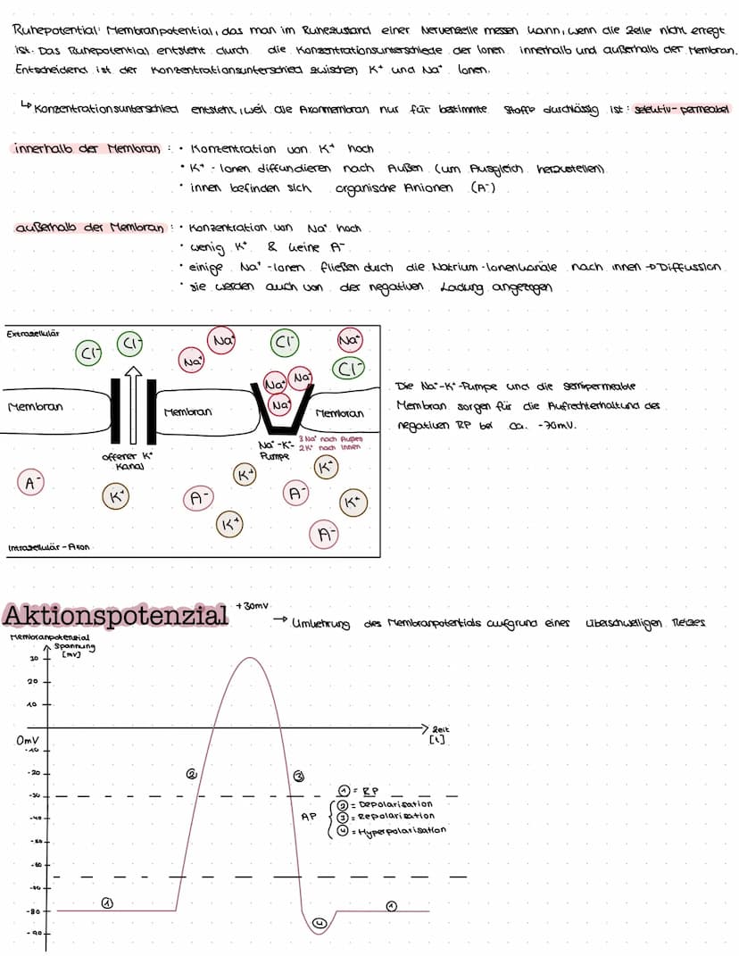 B
NEUROBIOLOGIE Das Nervensystem
zentrales Nervensystem (2NS)
Gehirn
4) Großhirn
a) Swischenhirn
3) Mittelhirn
4) Kleinhirn
Lo Nerverochnen 