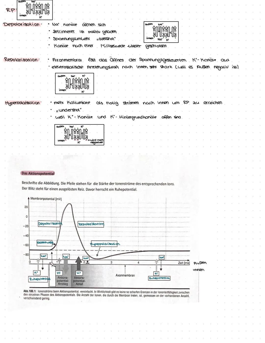 B
NEUROBIOLOGIE Das Nervensystem
zentrales Nervensystem (2NS)
Gehirn
4) Großhirn
a) Swischenhirn
3) Mittelhirn
4) Kleinhirn
Lo Nerverochnen 