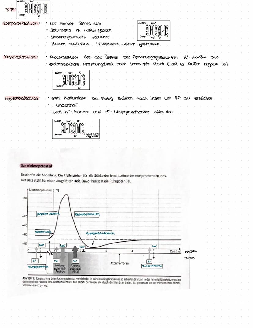 B
NEUROBIOLOGIE Das Nervensystem
zentrales Nervensystem (2NS)
Gehirn
4) Großhirn
a) Swischenhirn
3) Mittelhirn
4) Kleinhirn
Lo Nerverochnen 