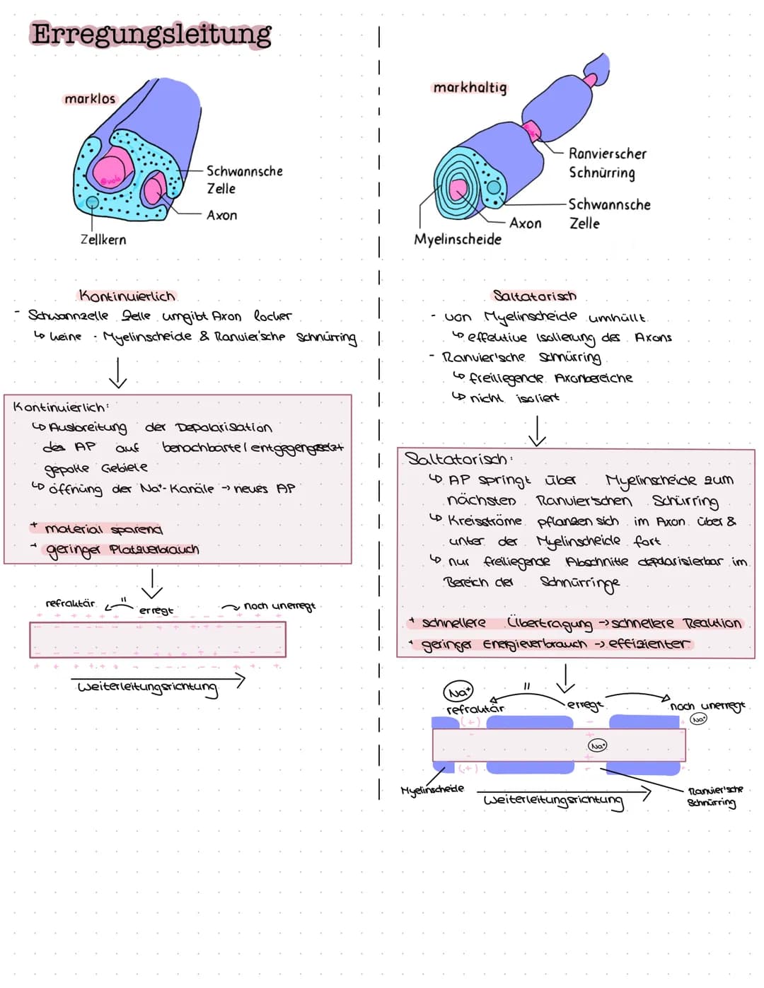 B
NEUROBIOLOGIE Das Nervensystem
zentrales Nervensystem (2NS)
Gehirn
4) Großhirn
a) Swischenhirn
3) Mittelhirn
4) Kleinhirn
Lo Nerverochnen 