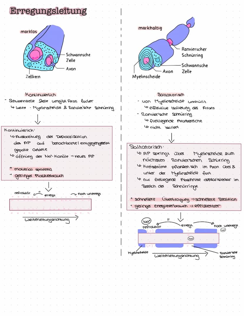 B
NEUROBIOLOGIE Das Nervensystem
zentrales Nervensystem (2NS)
Gehirn
4) Großhirn
a) Swischenhirn
3) Mittelhirn
4) Kleinhirn
Lo Nerverochnen 