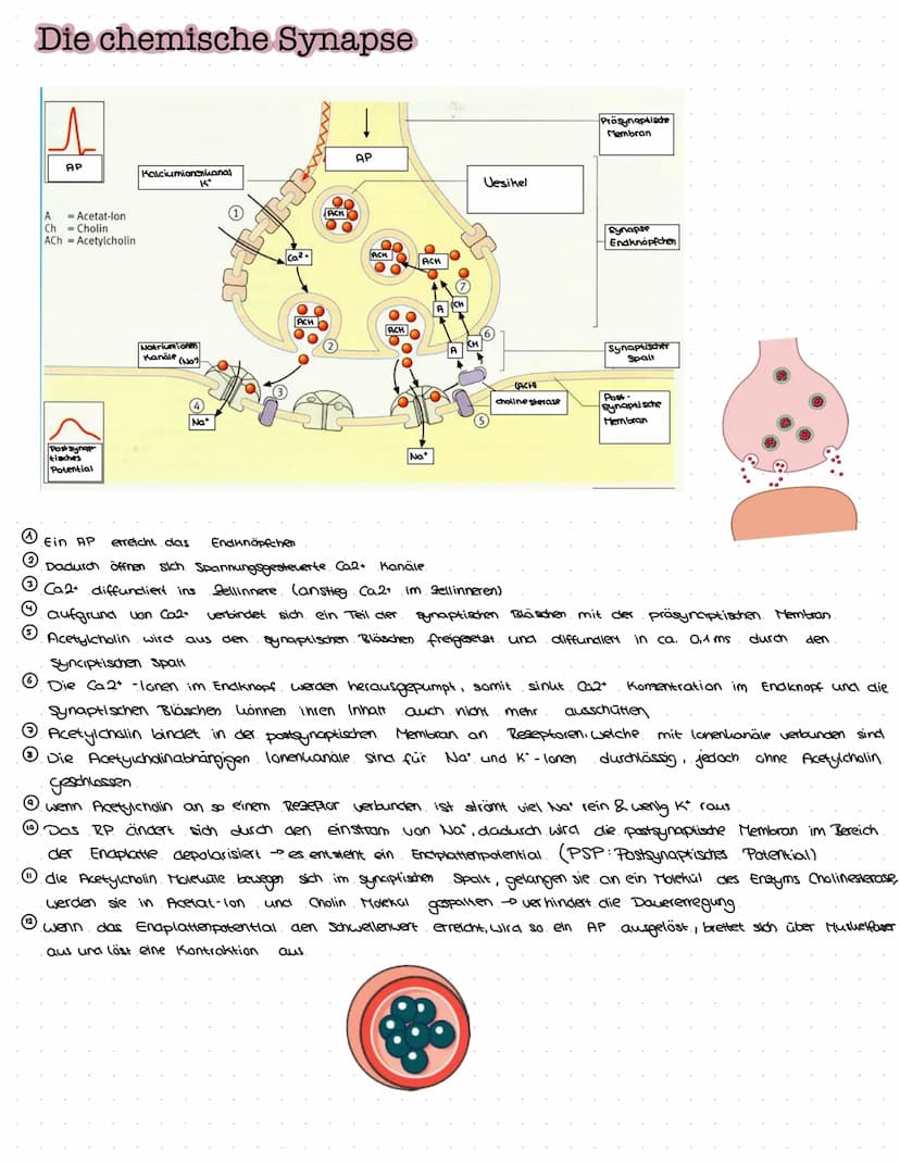 B
NEUROBIOLOGIE Das Nervensystem
zentrales Nervensystem (2NS)
Gehirn
4) Großhirn
a) Swischenhirn
3) Mittelhirn
4) Kleinhirn
Lo Nerverochnen 